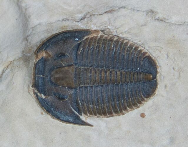 Red Elrathia Trilobite #263